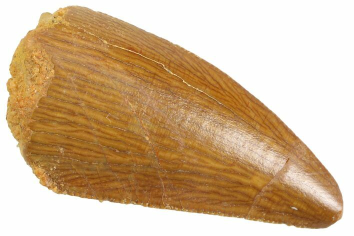 Serrated Raptor Tooth - Real Dinosaur Tooth #347073